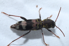 Xylotrechus colonus