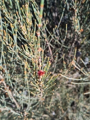 Allocasuarina verticillata