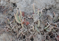 Dudleya edulis