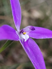 Glossodia major