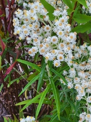 Anaphalis margaritacea