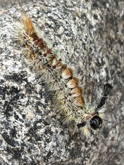 Orgyia pseudotsugata