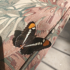 Adelpha eulalia