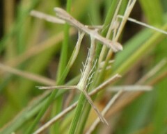 Stenoptilia