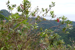 Metrosideros collina