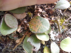 Philocryptica polypodii