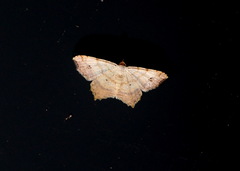 Macaria aemulataria