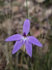 Glossodia major