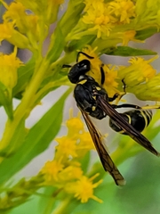 Ancistrocerus antilope