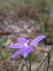 Glossodia major