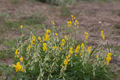 Crotalaria dissitiflora