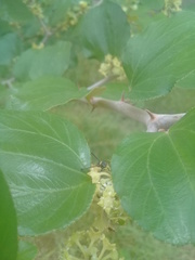 Polybia occidentalis