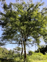 Zelkova serrata