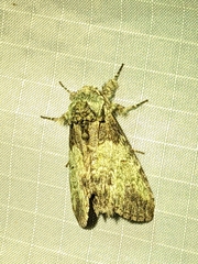 Macrurocampa marthesia