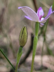 Glossodia major