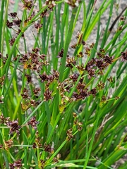 Juncus articulatus