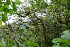 Metrosideros collina