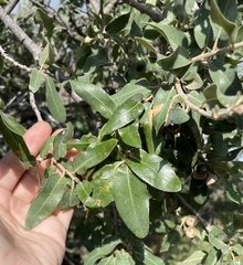 Quercus grisea