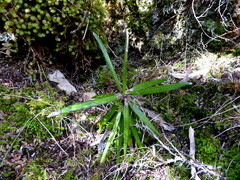 Celmisia spectabilis spectabilis