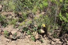 Sophora macrocarpa