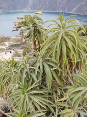 Siphocampylus giganteus