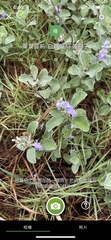 Vitex rotundifolia