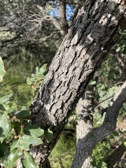 Quercus grisea