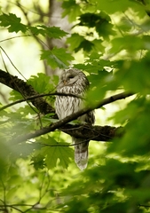 Strix uralensis