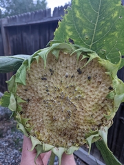 Helianthus annuus