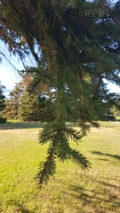 Picea
