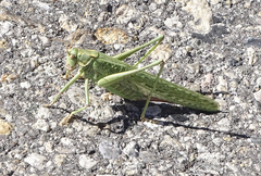 Capnobotes occidentalis