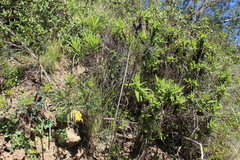 Sophora macrocarpa