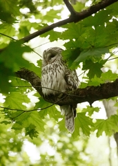 Strix uralensis
