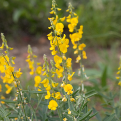 Crotalaria dissitiflora