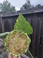 Helianthus annuus