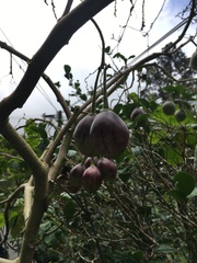 Solanum betaceum