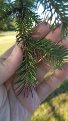 Picea