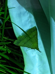 Renia flavipunctalis