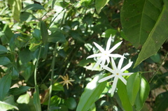 Jasminum nervosum