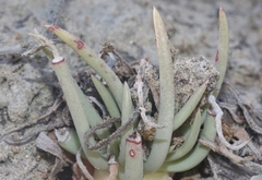 Dudleya edulis