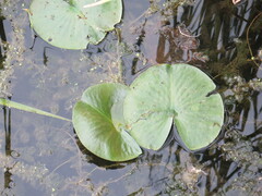 Nymphaea