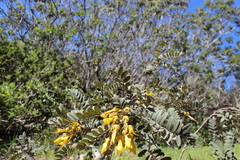 Sophora macrocarpa