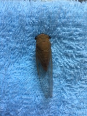 Chremistica ochracea