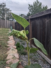 Helianthus annuus