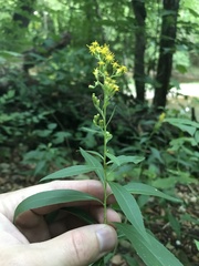 Solidago