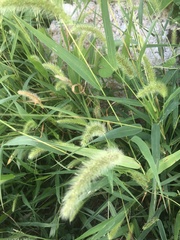 Setaria viridis