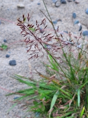 Agrostis gigantea
