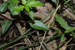 Persicaria strigosa
