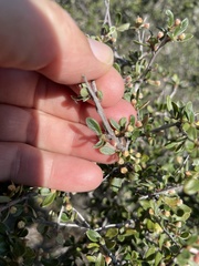 Rhamnaceae