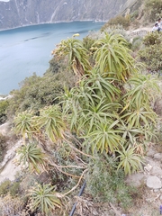 Siphocampylus giganteus